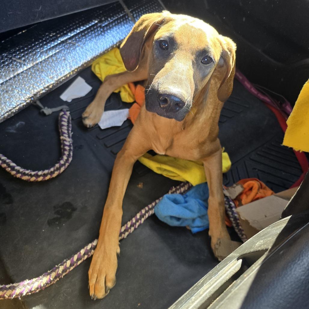 Angel 25-1648, Adoptable, Young Female Great Dane & Mixed Breed.