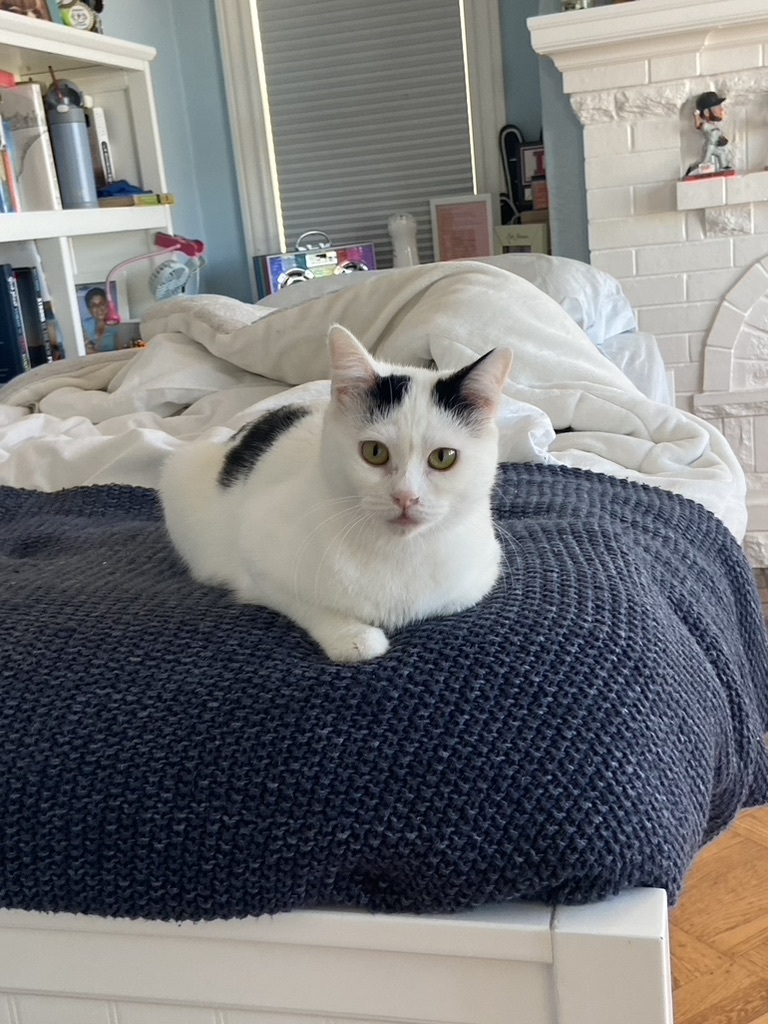 Millie, Adopted, Young Female Tuxedo.