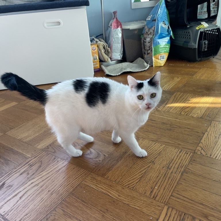 Enlarge Millie, a Adopted Tuxedo in San Francisco, CA image 2/5