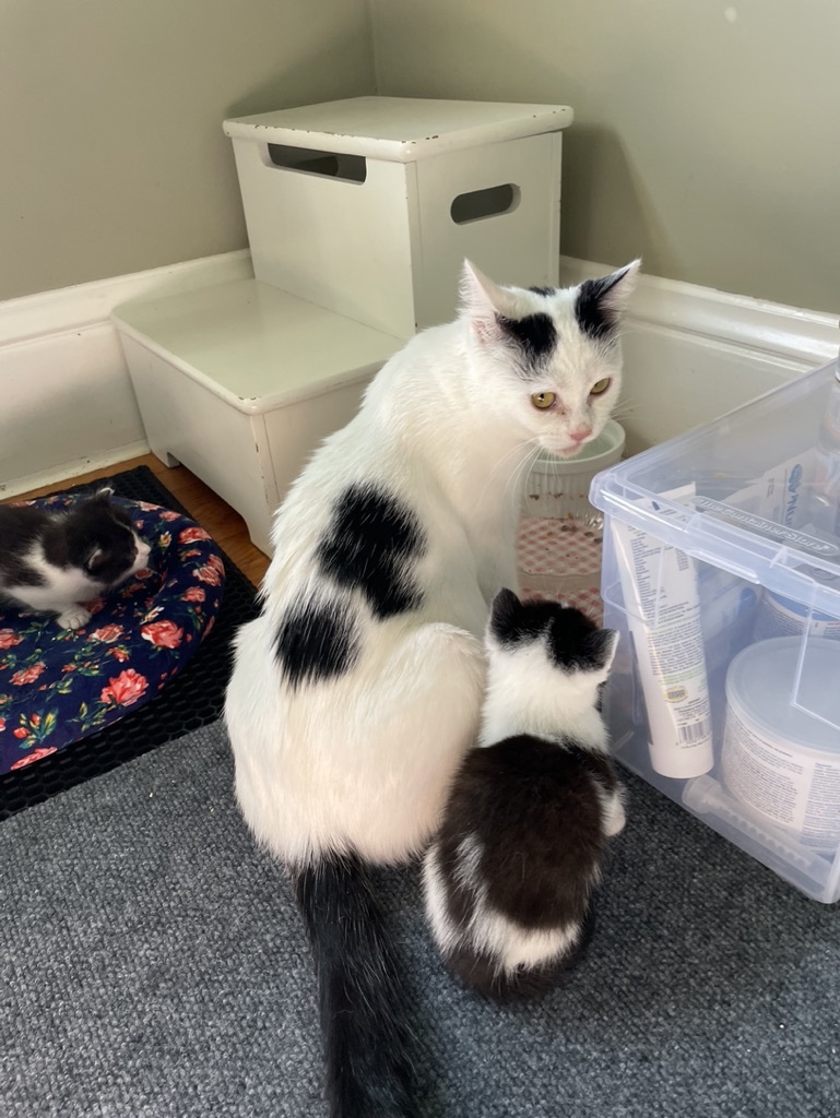 Enlarge Millie, a Adopted Tuxedo in San Francisco, CA image 3/5