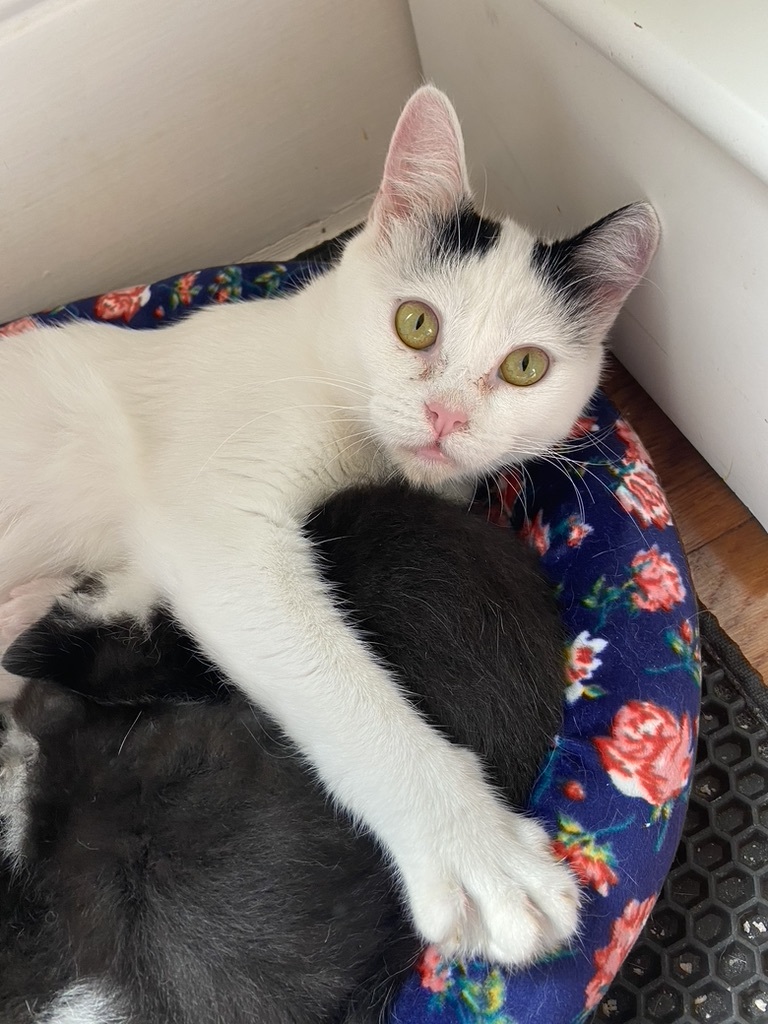 Enlarge Millie, a Adopted Tuxedo in San Francisco, CA image 4/5