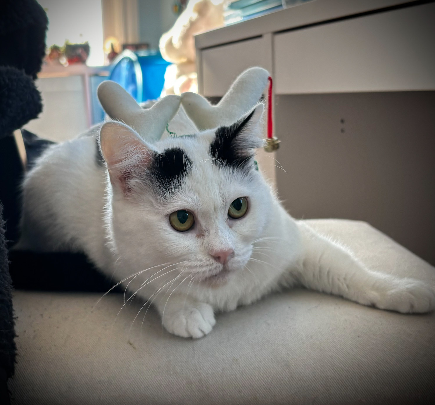 Enlarge Millie, a Adopted Tuxedo in San Francisco, CA image 5/5