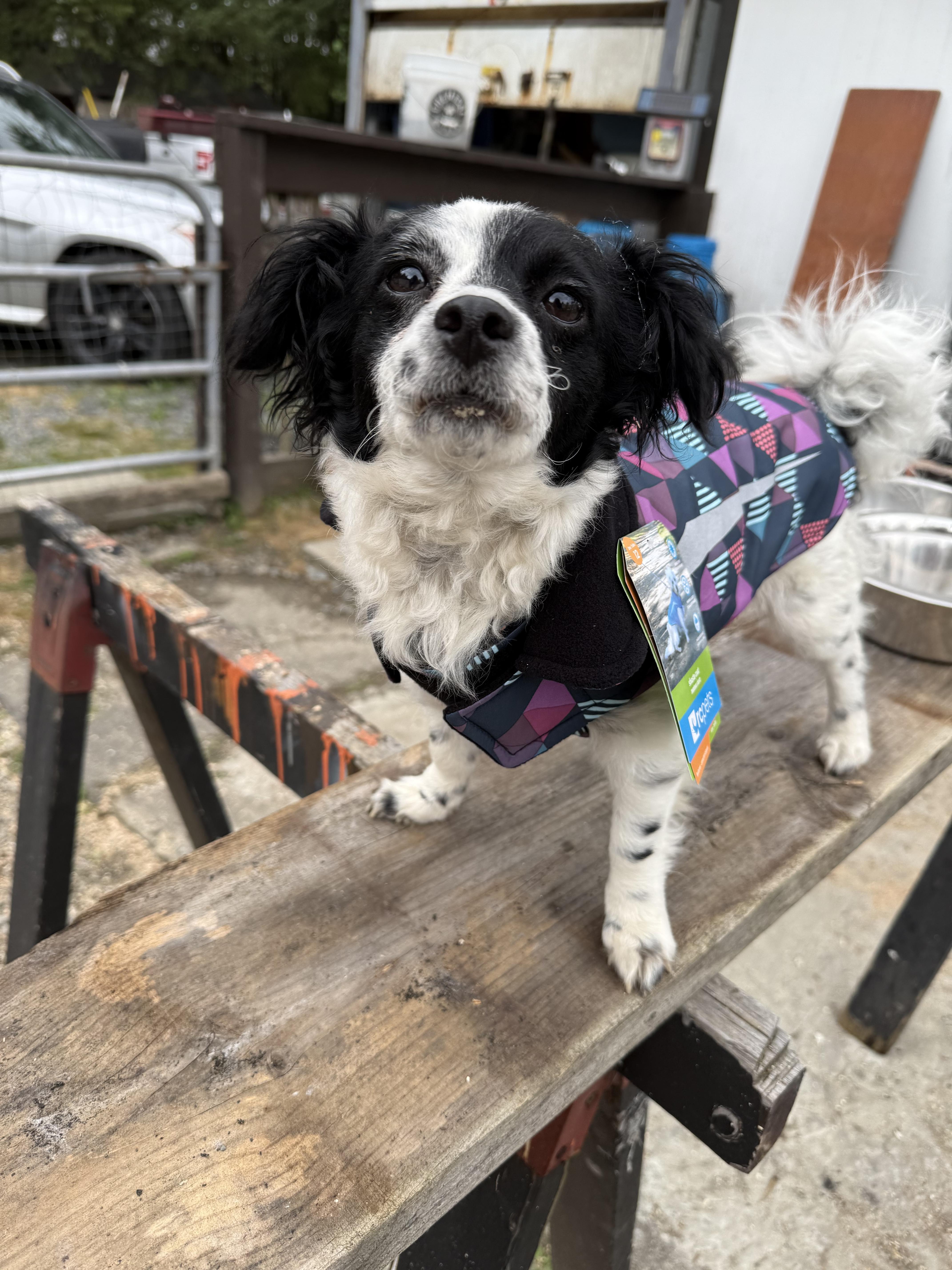 Rosie, an adoptable Chihuahua, Shih Tzu in Langley, BC, V2Y 2S2 | Photo Image 1