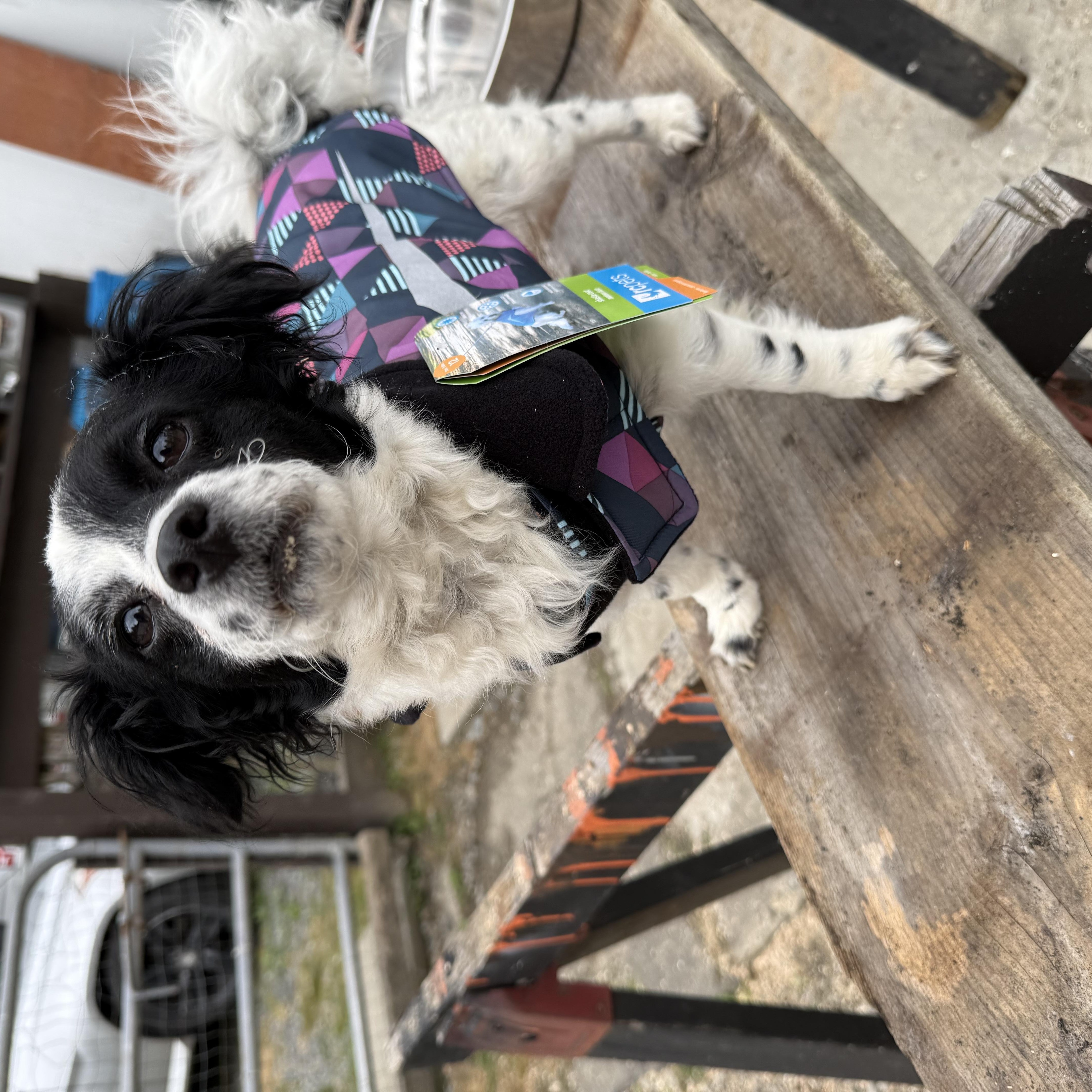 Enlarge Rosie, a Adopted mixed breed in Langley, BC image 1/3