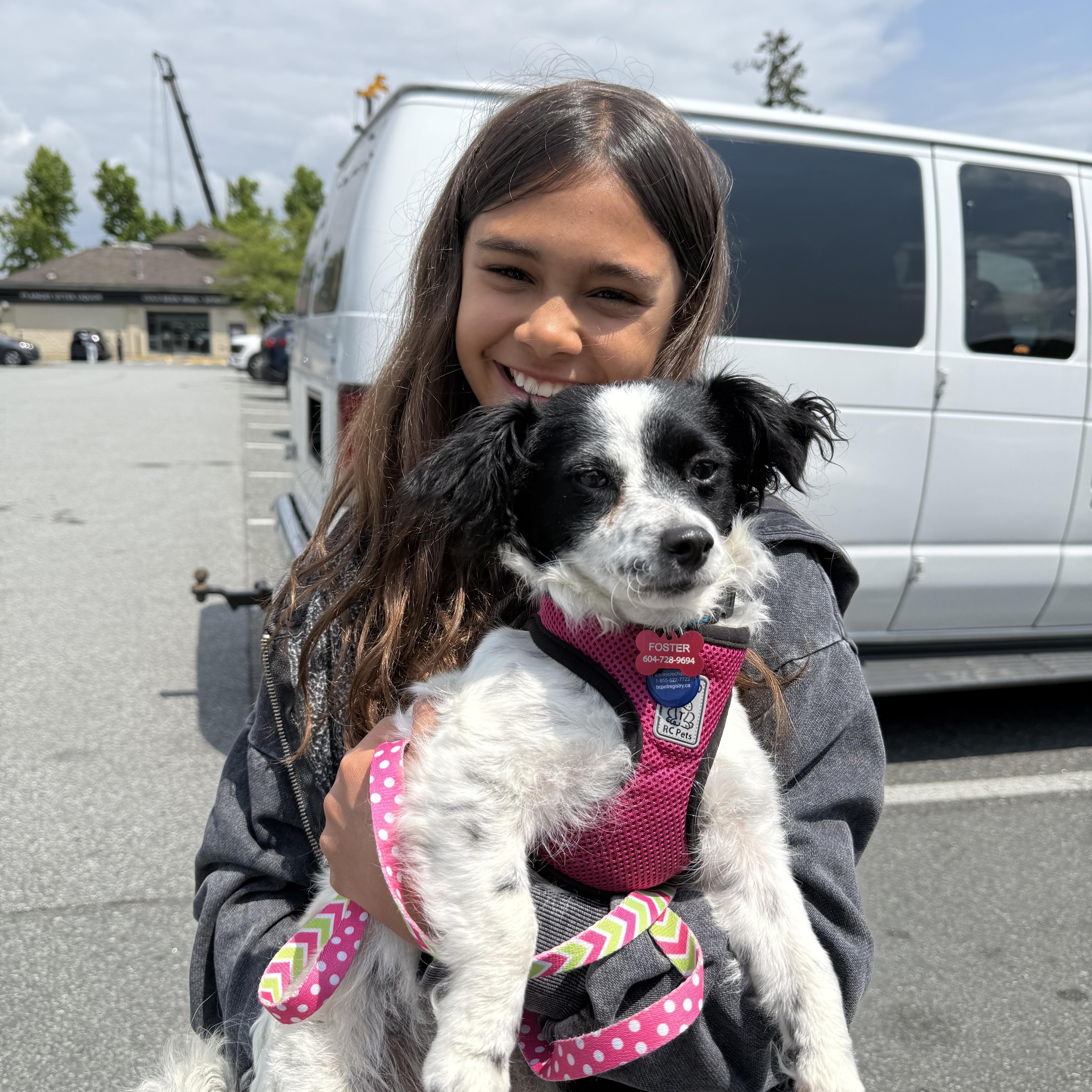 Rosie, an adoptable Chihuahua, Shih Tzu in Langley, BC, V2Y 2S2 | Photo Image 2