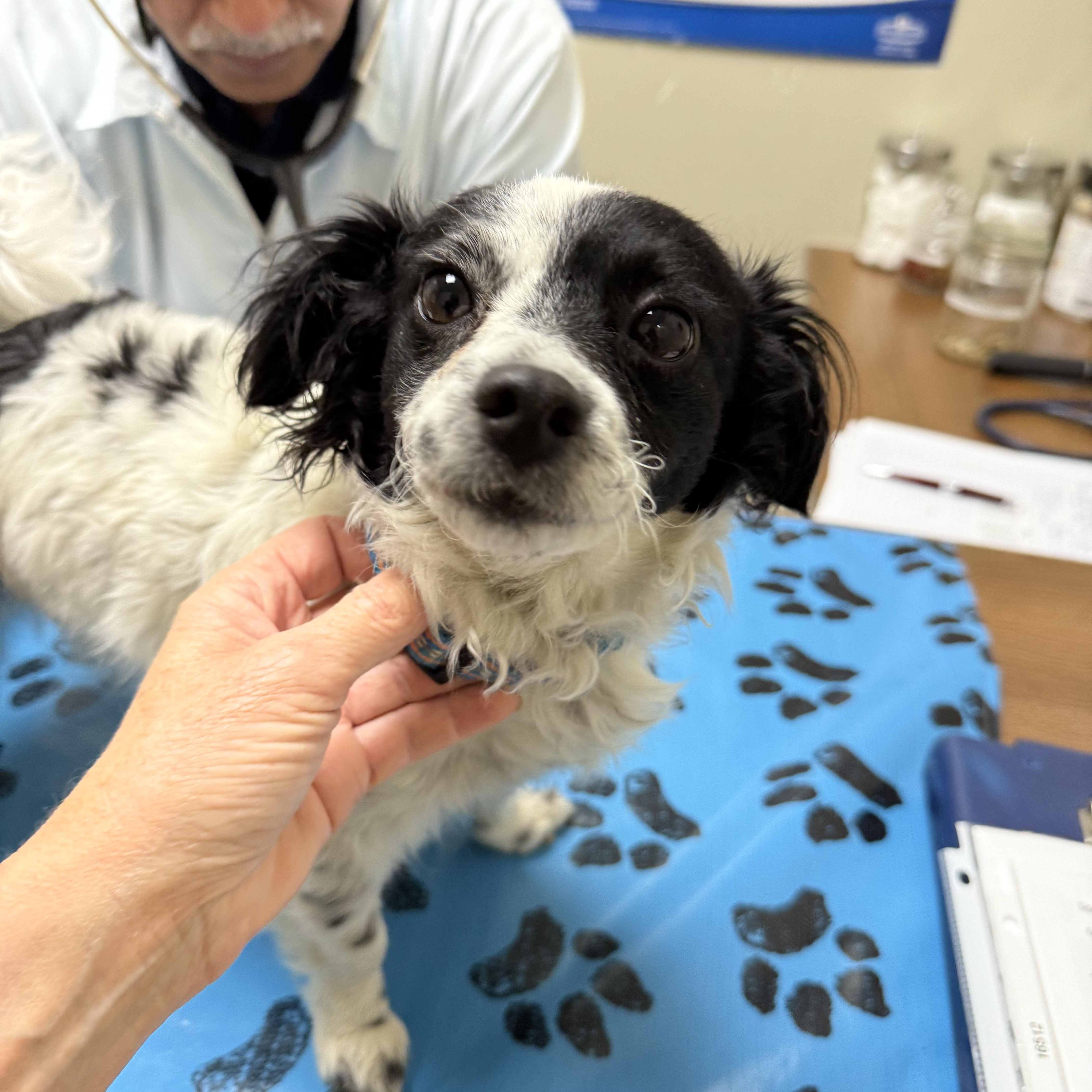 Rosie, an adoptable Chihuahua, Shih Tzu in Langley, BC, V2Y 2S2 | Photo Image 3