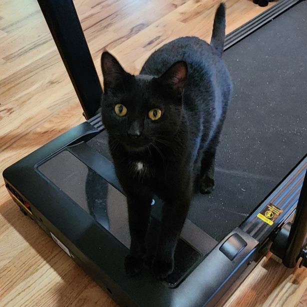 Squeaky, a Adoptable Domestic Short Hair in Traverse City, MI image 1/3