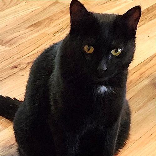 Squeaky, a Adoptable Domestic Short Hair in Traverse City, MI image 2/3