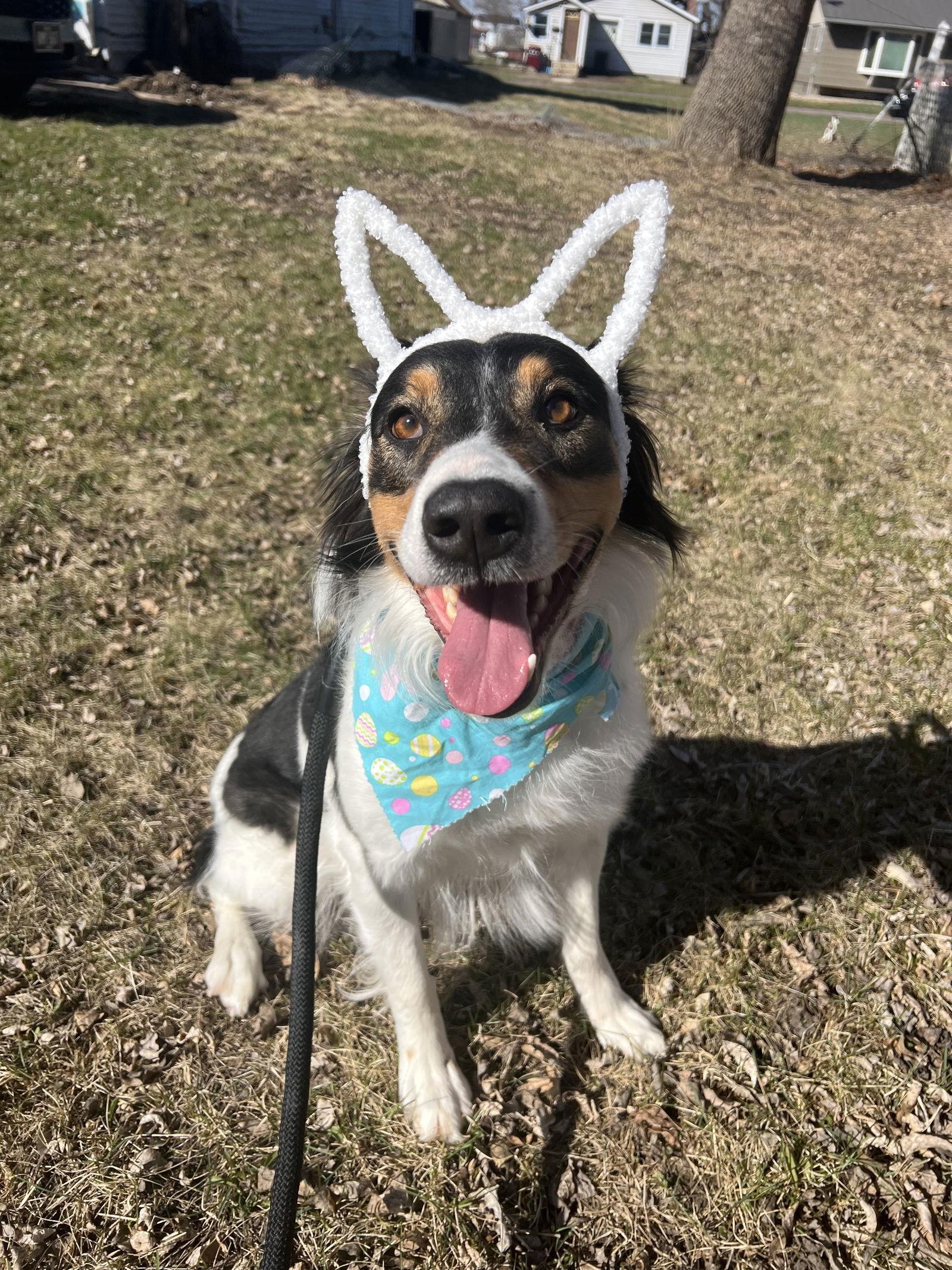 Sue, Adopted, Adult Female Australian Shepherd.