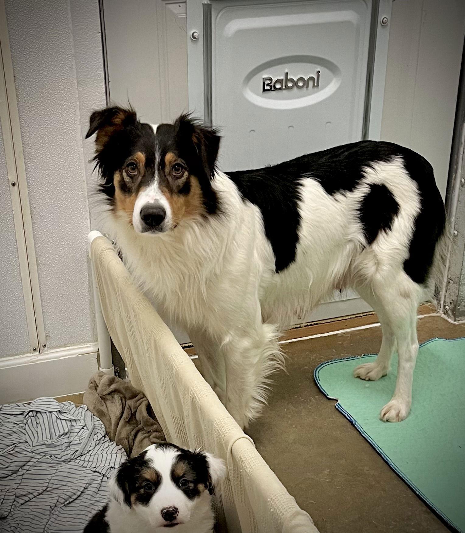 Sue, a Adopted Australian Shepherd in Estherville, IA image 3/3