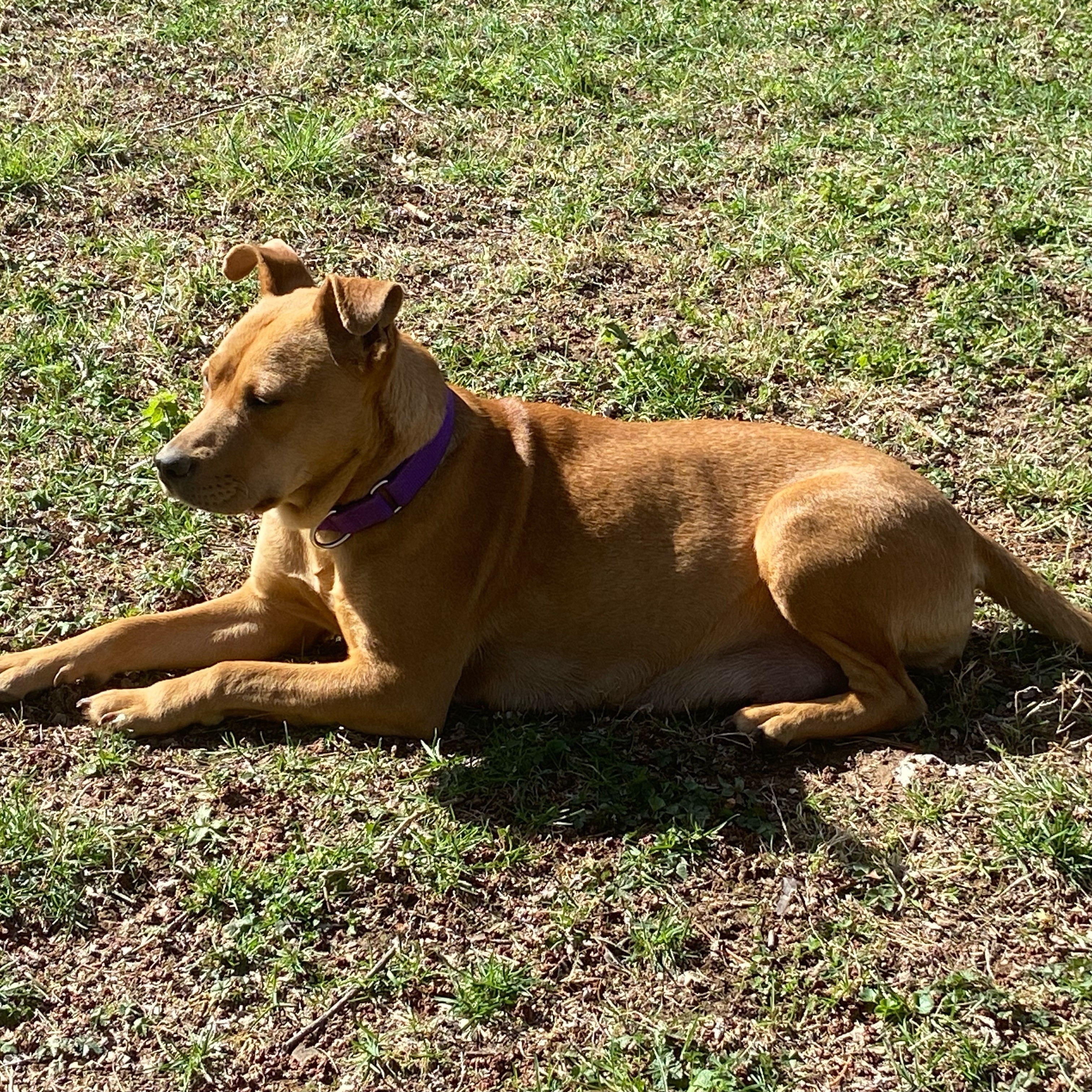Enlarge Ginger, a Adoptable mixed breed in Springfield, MO image 2/4