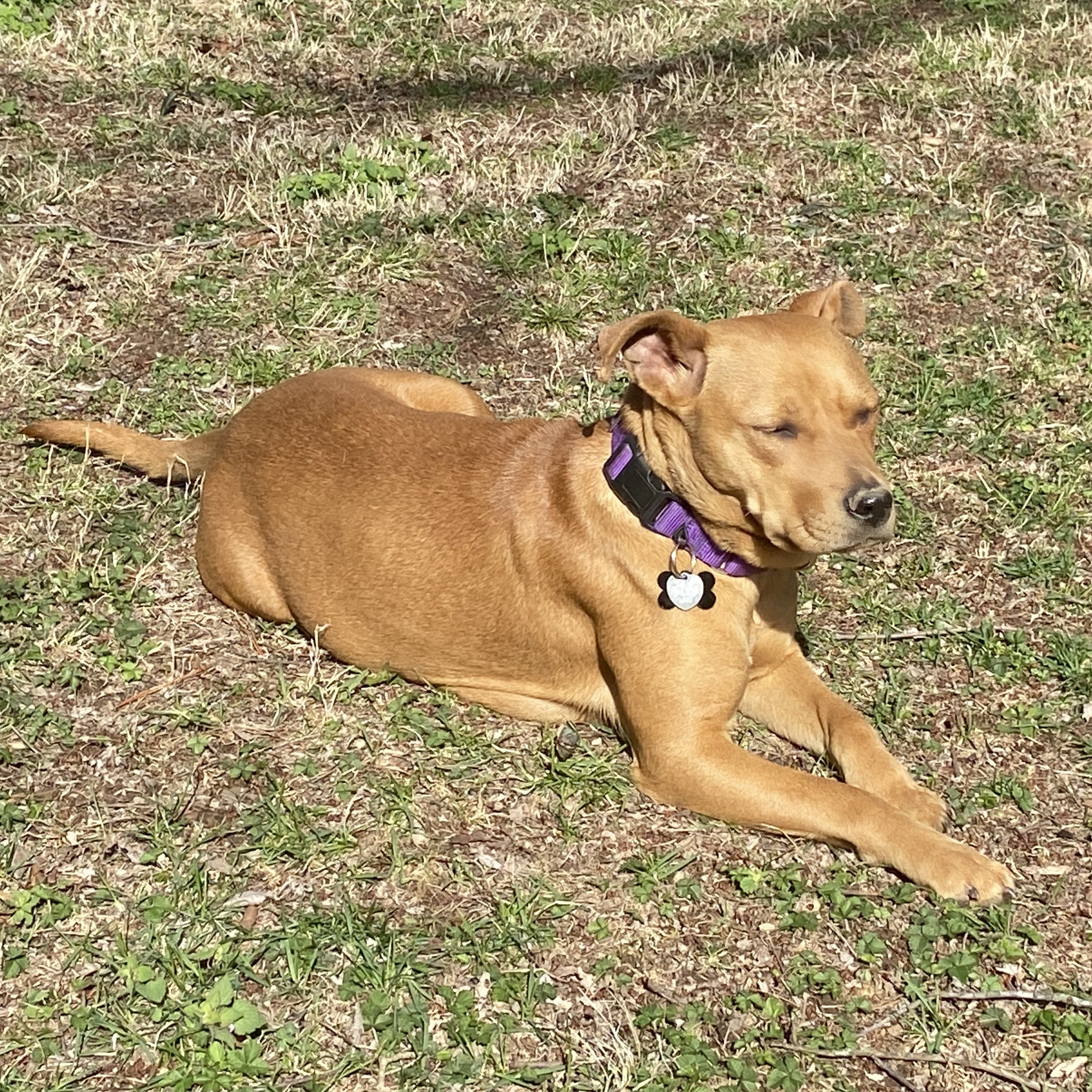 Enlarge Ginger, a Adoptable mixed breed in Springfield, MO image 3/4
