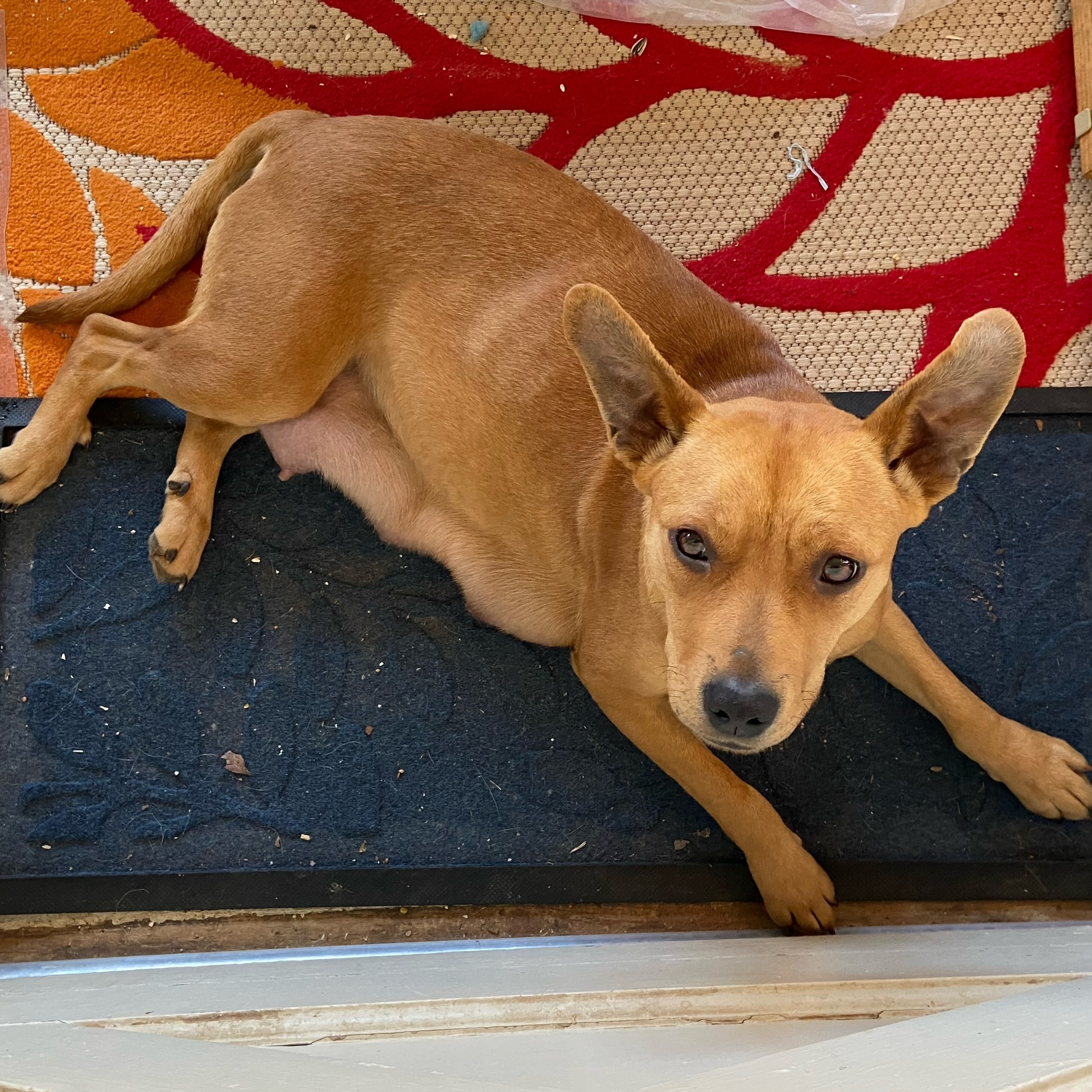 Enlarge Ginger, a Adoptable mixed breed in Springfield, MO image 4/4