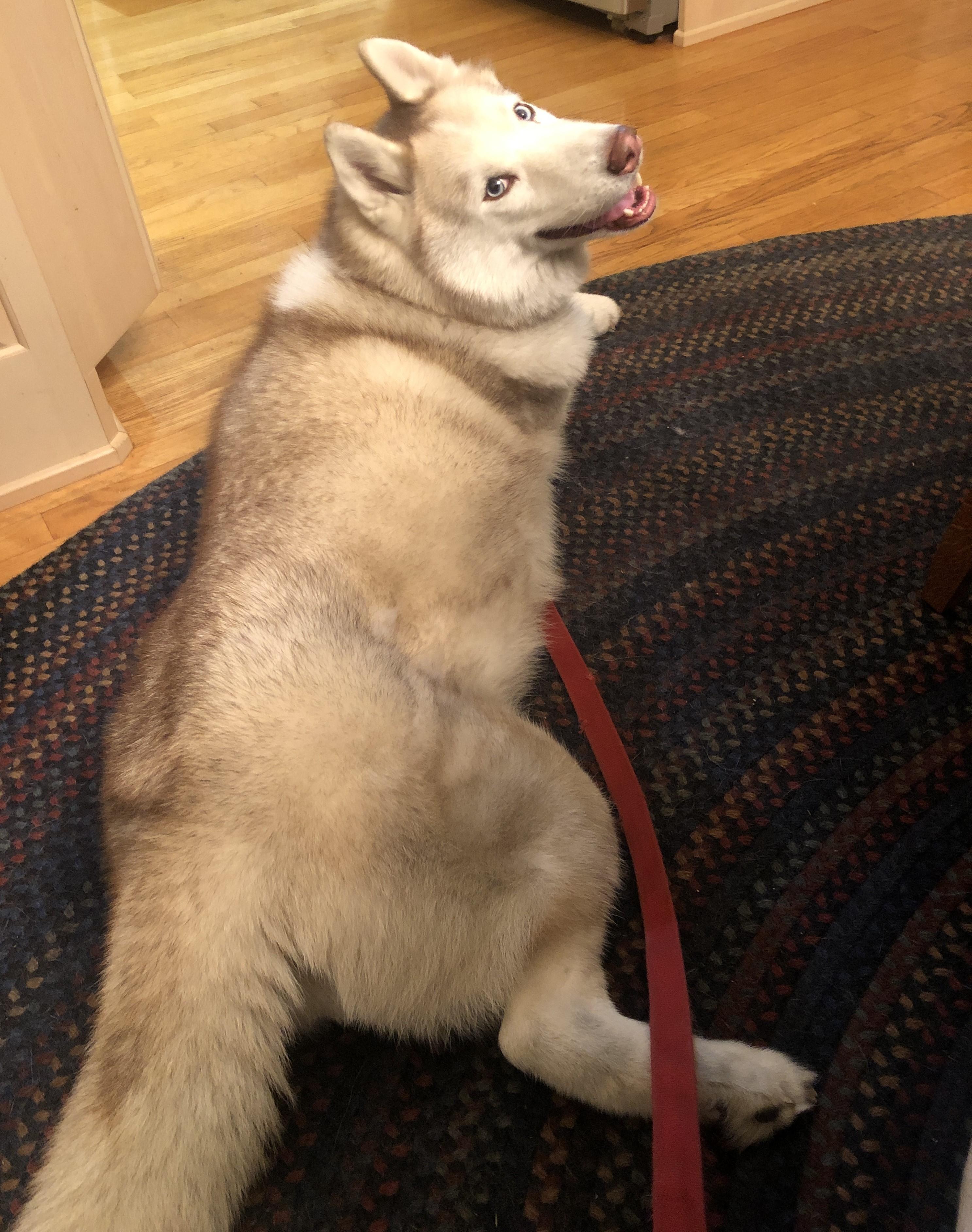 Enlarge Tali, a Adopted Siberian Husky in Rochester, NY image 3/4