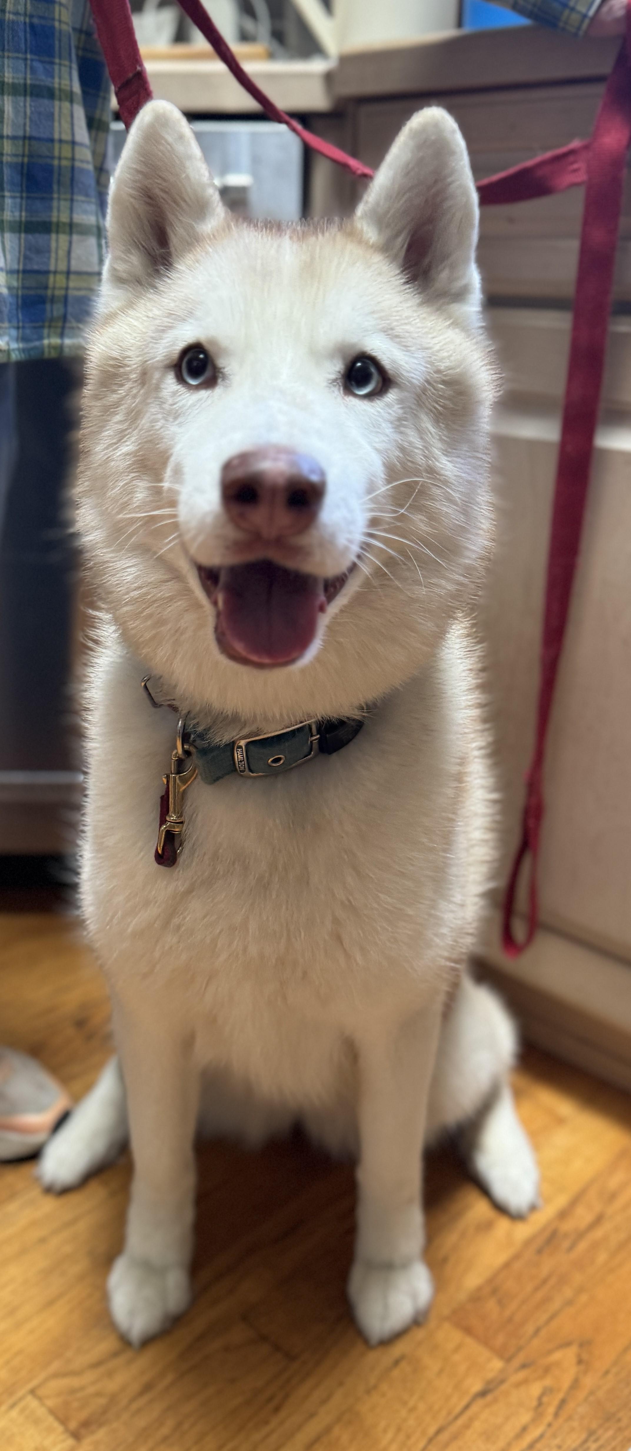 Enlarge Tali, a Adopted Siberian Husky in Rochester, NY image 2/4