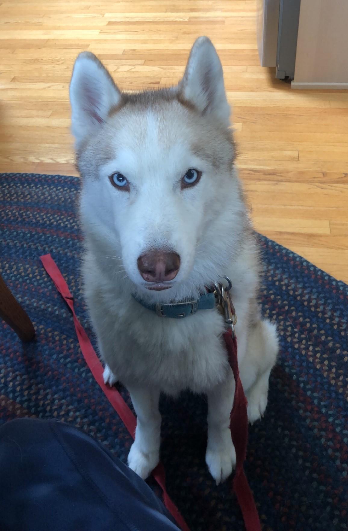 Enlarge Tali, a Adopted Siberian Husky in Rochester, NY image 1/4