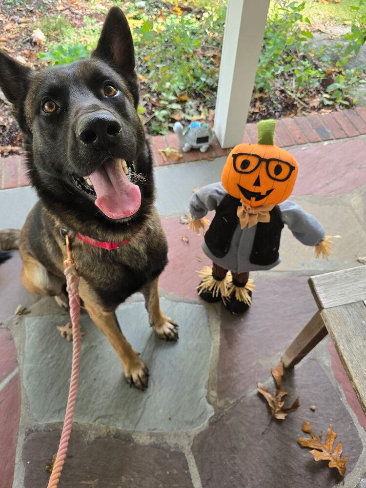 Niko - Located in IN, a Adoptable mixed breed in Imlay City, MI image 2/6