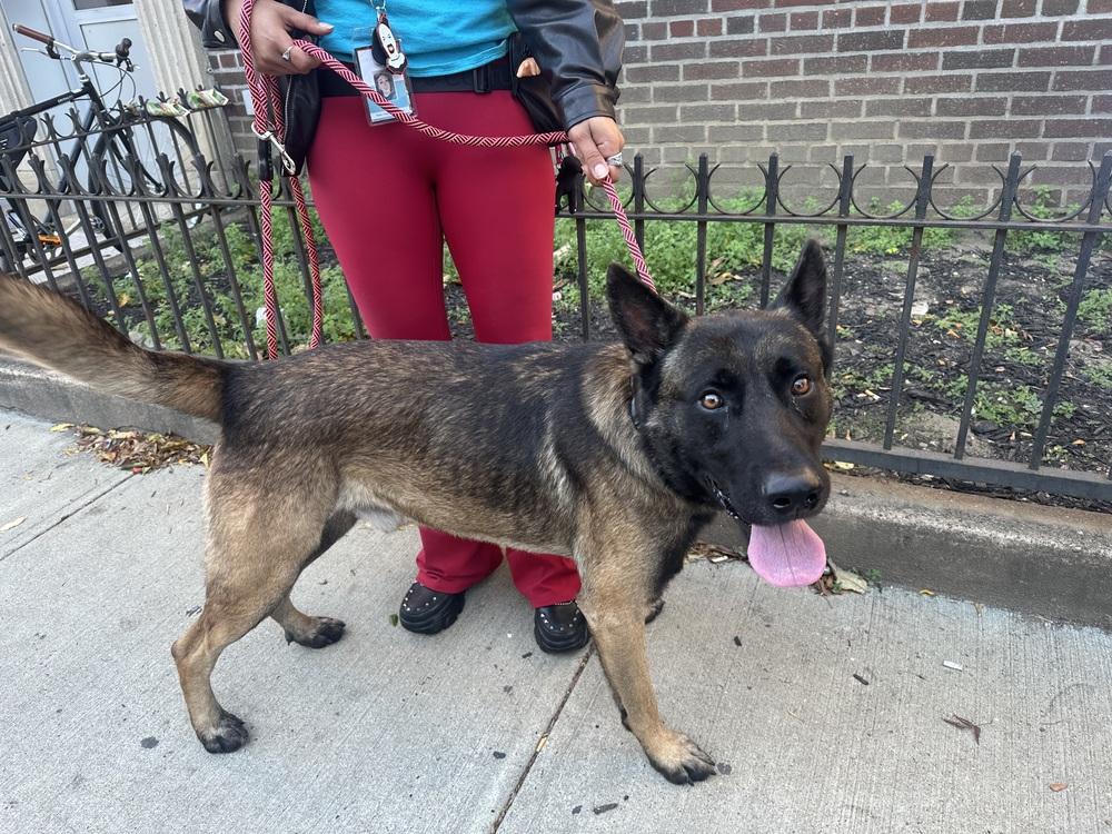 Niko Located In Ny thumbnail 3