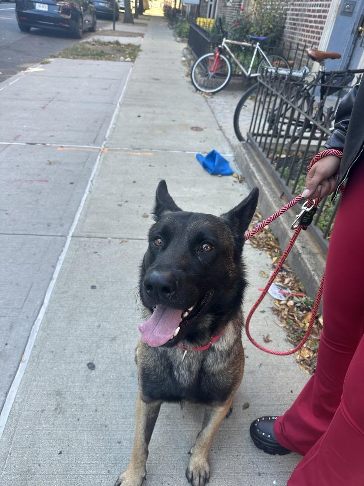 Niko Located In Ny thumbnail 4