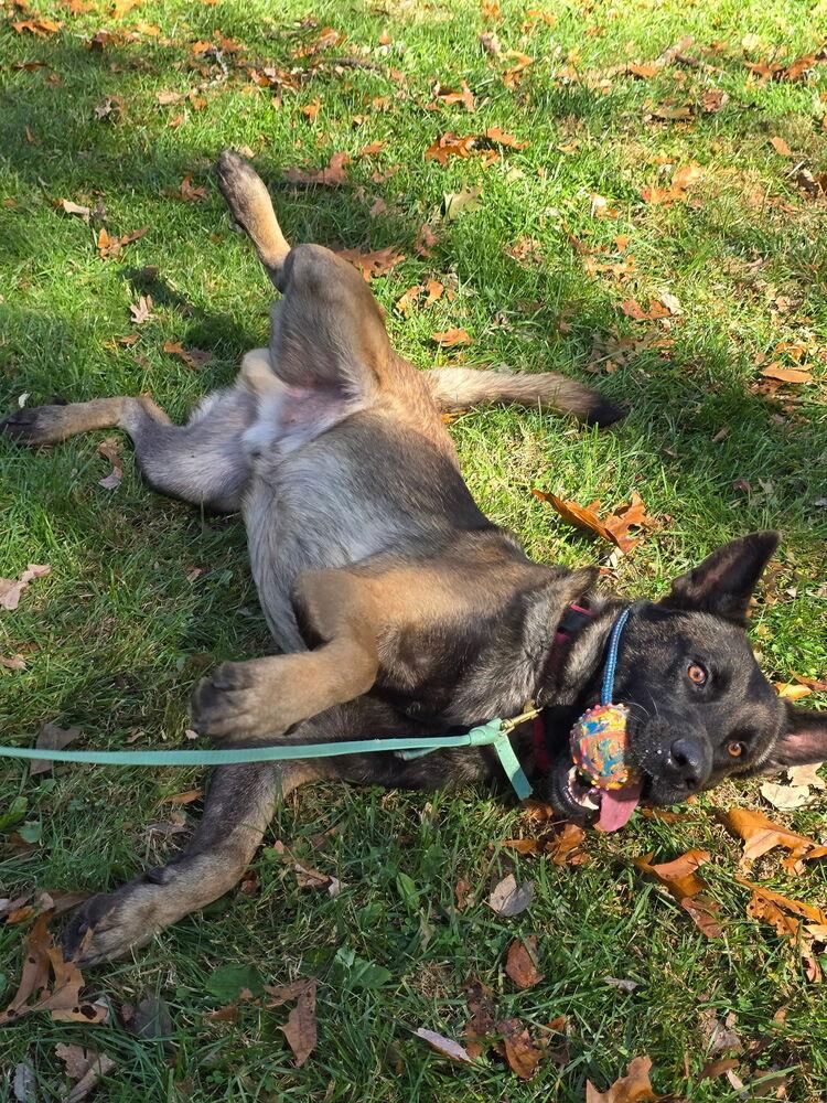 Niko - Located in IN, a Adoptable mixed breed in Imlay City, MI image 6/6