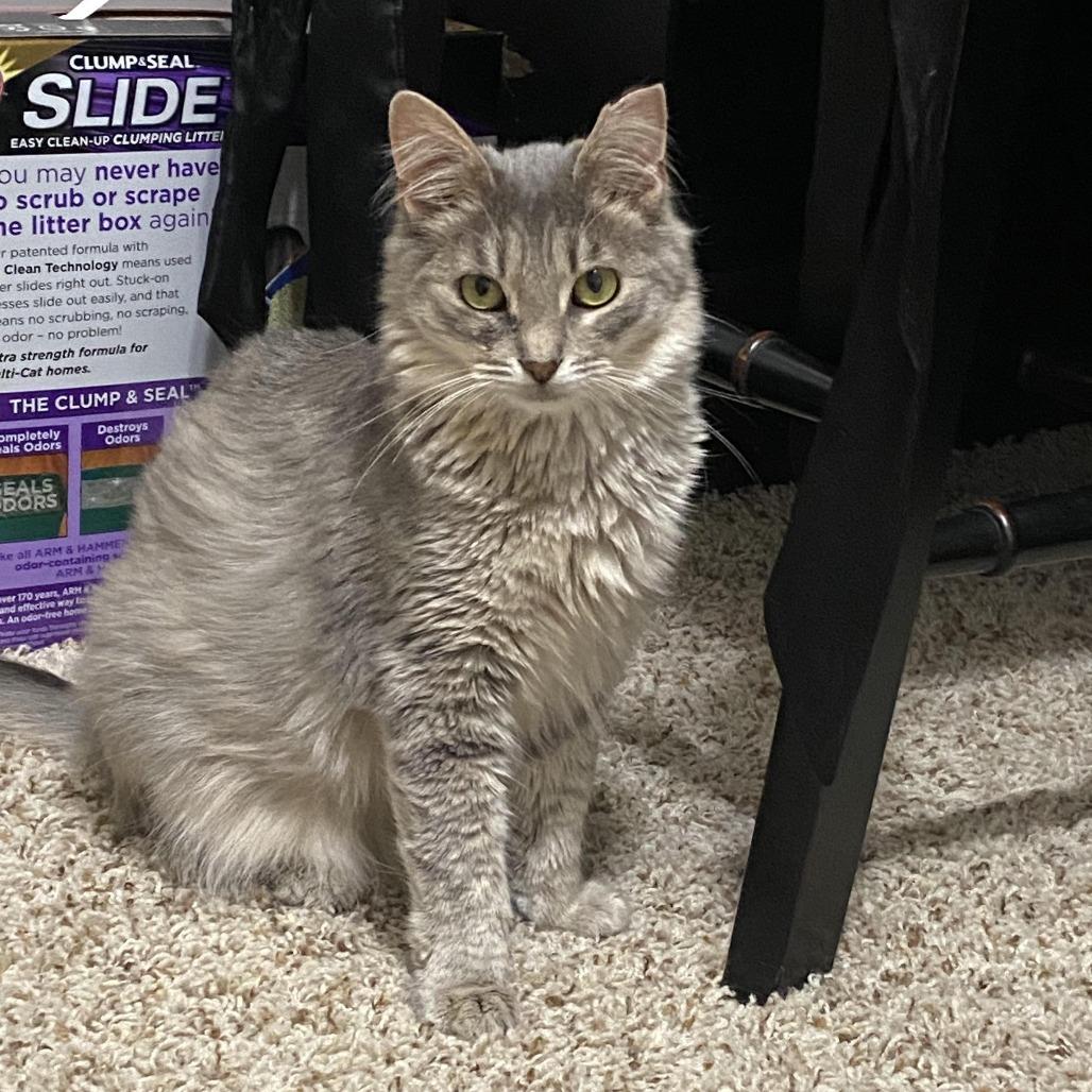 Toby, Adoptable, Young Male Domestic Medium Hair.