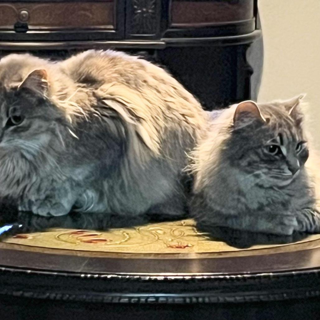 Enlarge Toby, a Adoptable Domestic Medium Hair in Tulsa, OK image 2/6