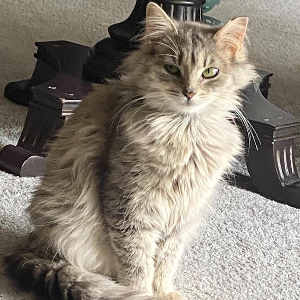 Enlarge Toby, a Adoptable Domestic Medium Hair in Tulsa, OK image 3/6