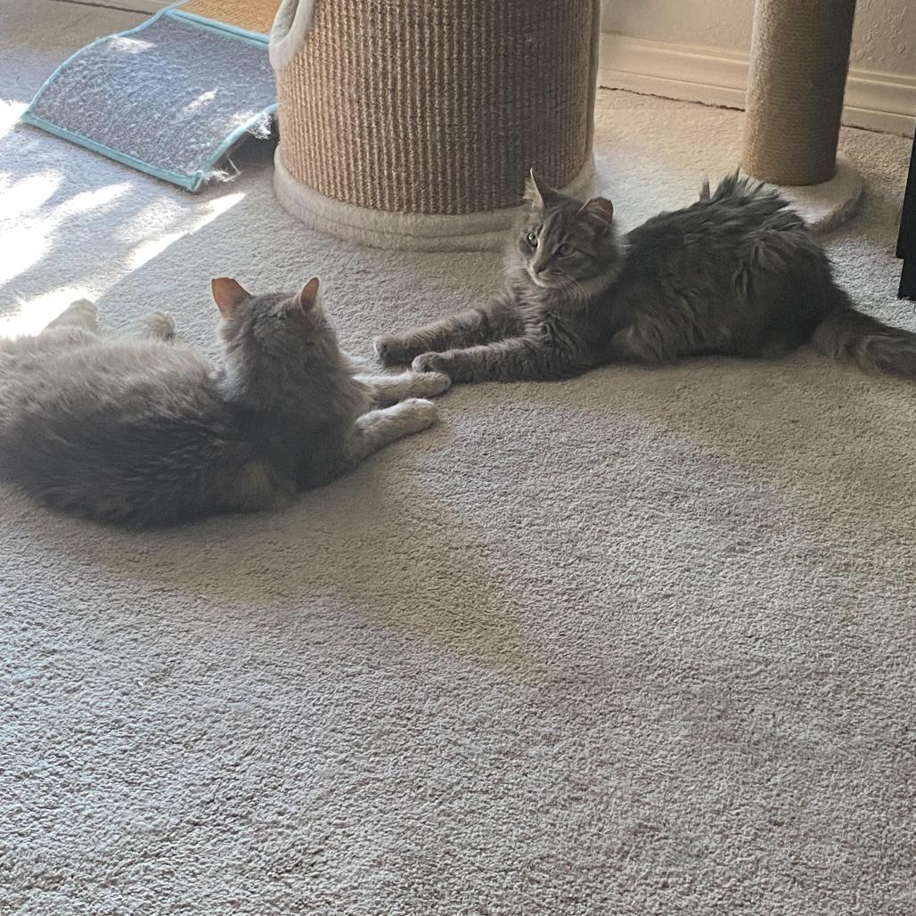 Enlarge Toby, a Adoptable Domestic Medium Hair in Tulsa, OK image 4/6