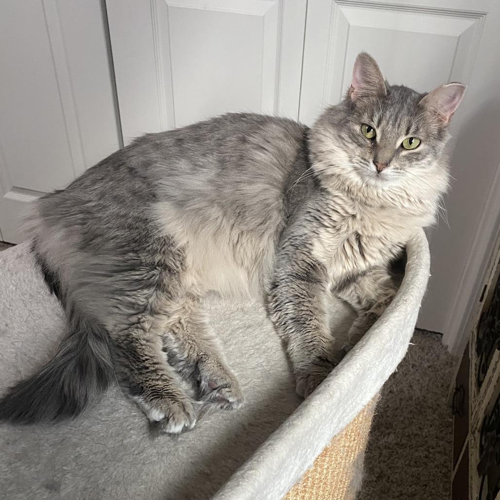 Enlarge Toby (bonded pair w/Tulip), a Adoptable Domestic Medium Hair in Tulsa, OK image 3/6