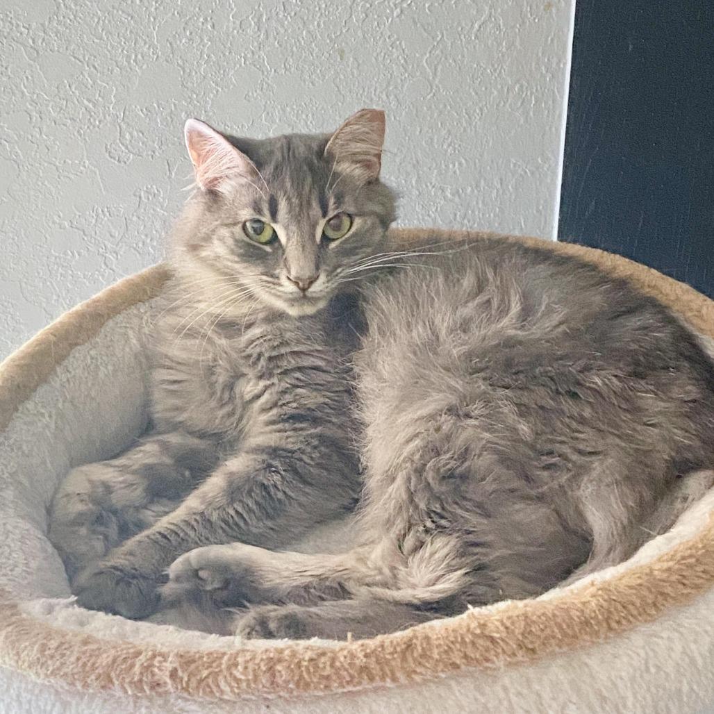 Enlarge Toby, a Adoptable Domestic Medium Hair in Tulsa, OK image 5/6