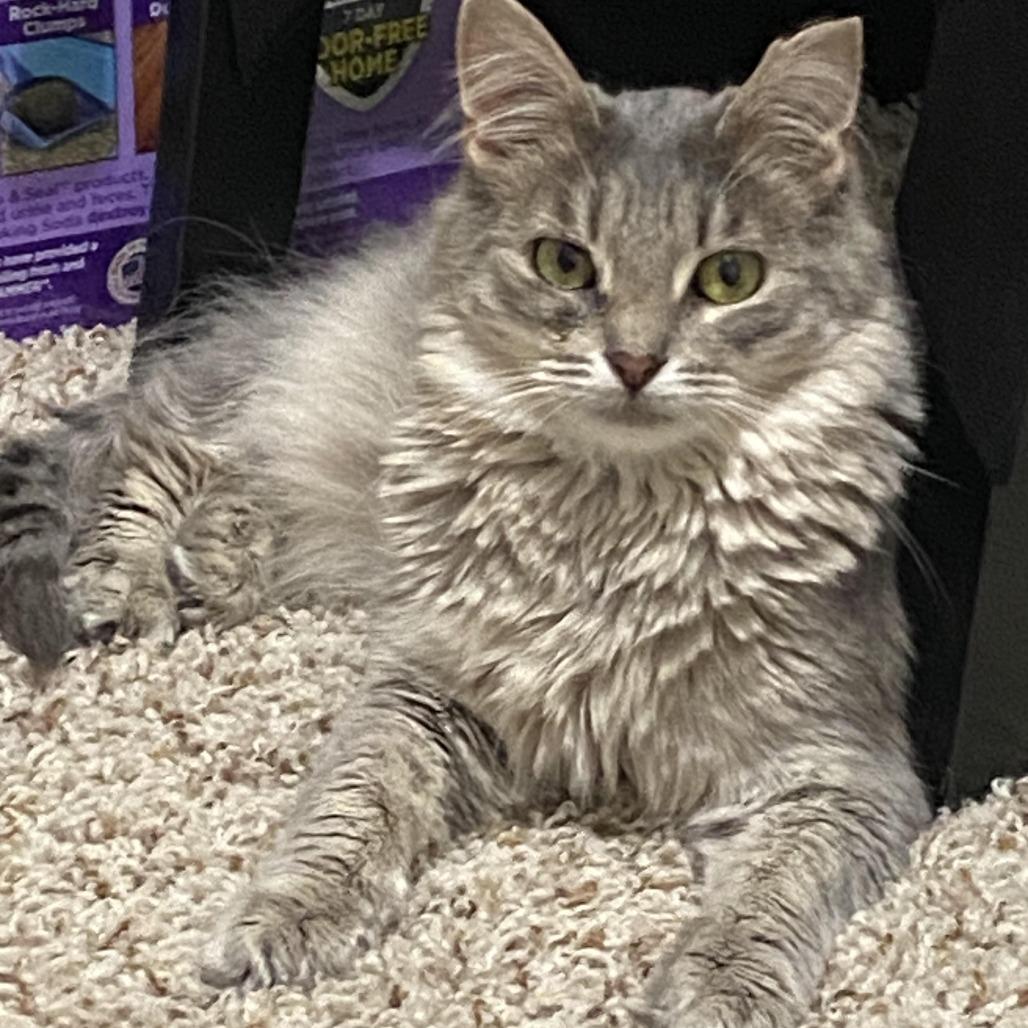 Enlarge Toby, a Adoptable Domestic Medium Hair in Tulsa, OK image 6/6