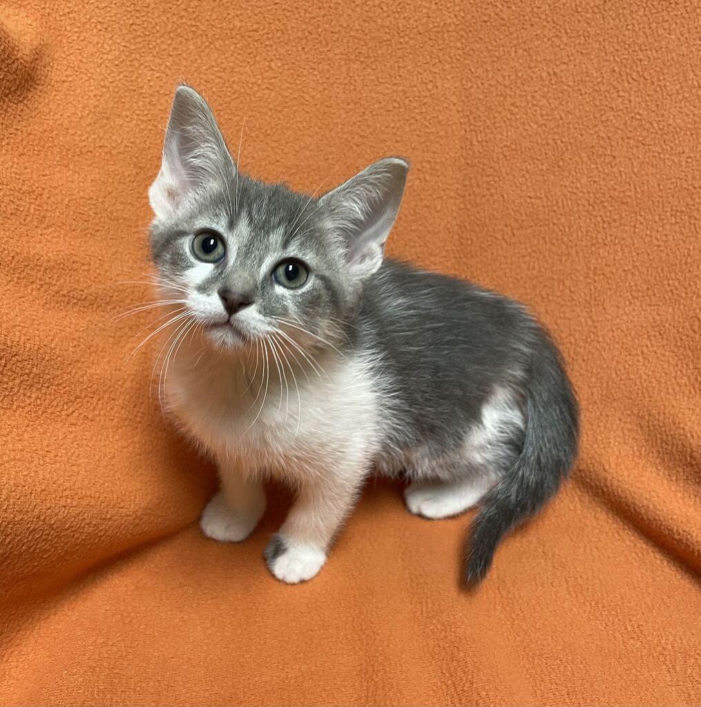 Enlarge Rigel, a Adopted Domestic Short Hair in Jackson, MI image 3/6