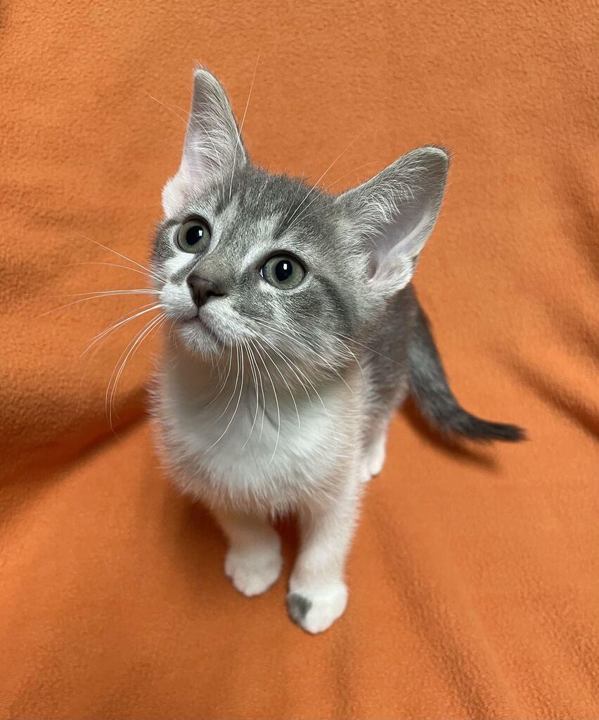 Enlarge Rigel, a Adopted Domestic Short Hair in Jackson, MI image 5/6