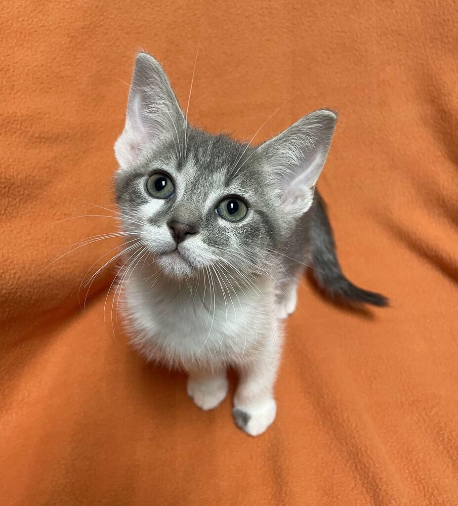 Rigel, Adopted, Kitten Male Domestic Short Hair.
