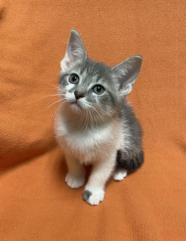 Enlarge Rigel, a Adopted Domestic Short Hair in Jackson, MI image 6/6