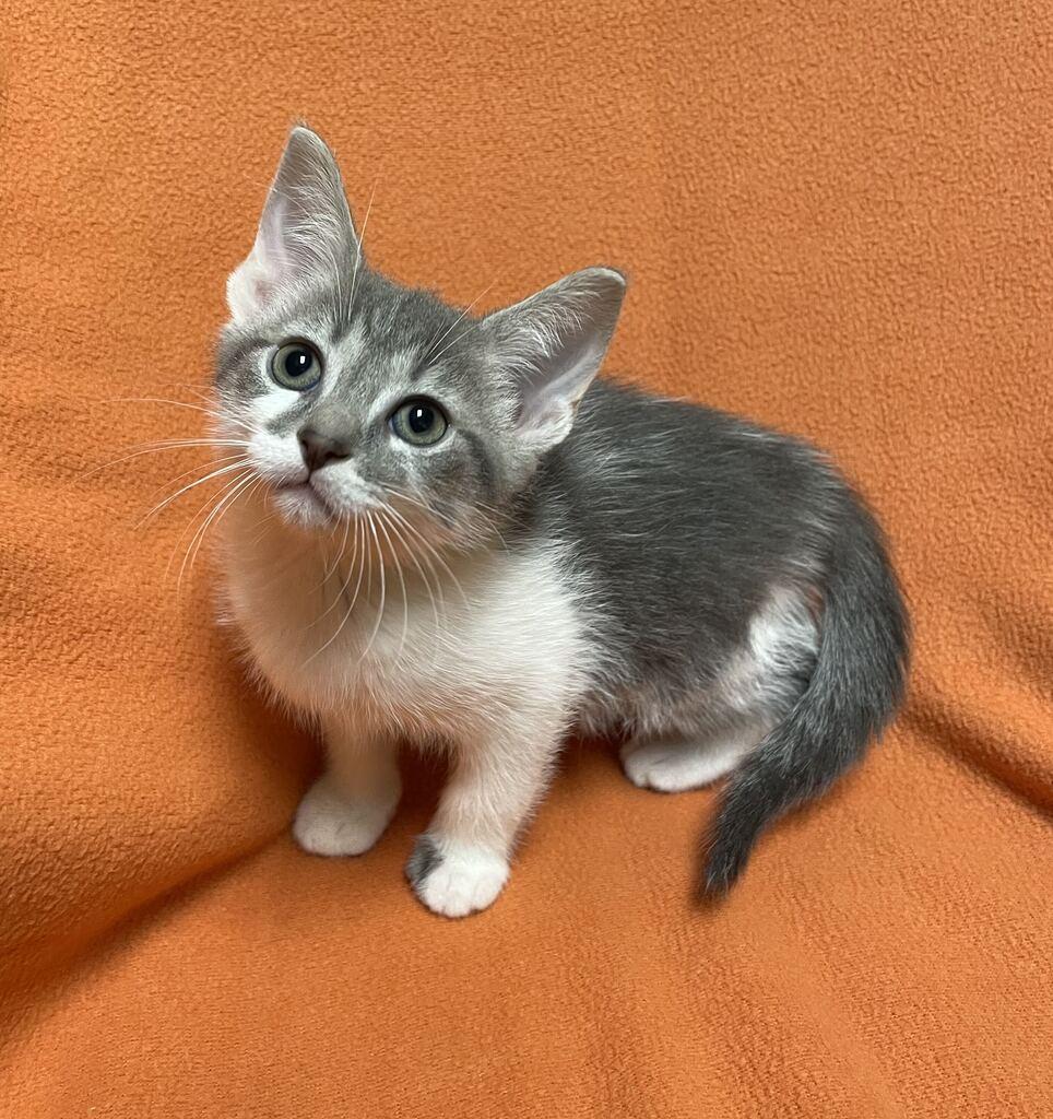 Enlarge Rigel, a Adopted Domestic Short Hair in Jackson, MI image 2/6