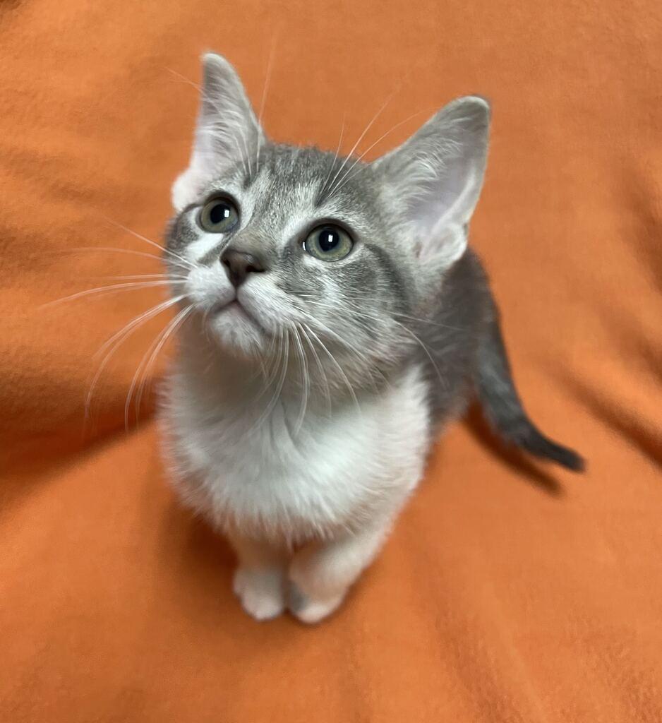 Enlarge Rigel, a Adopted Domestic Short Hair in Jackson, MI image 4/6