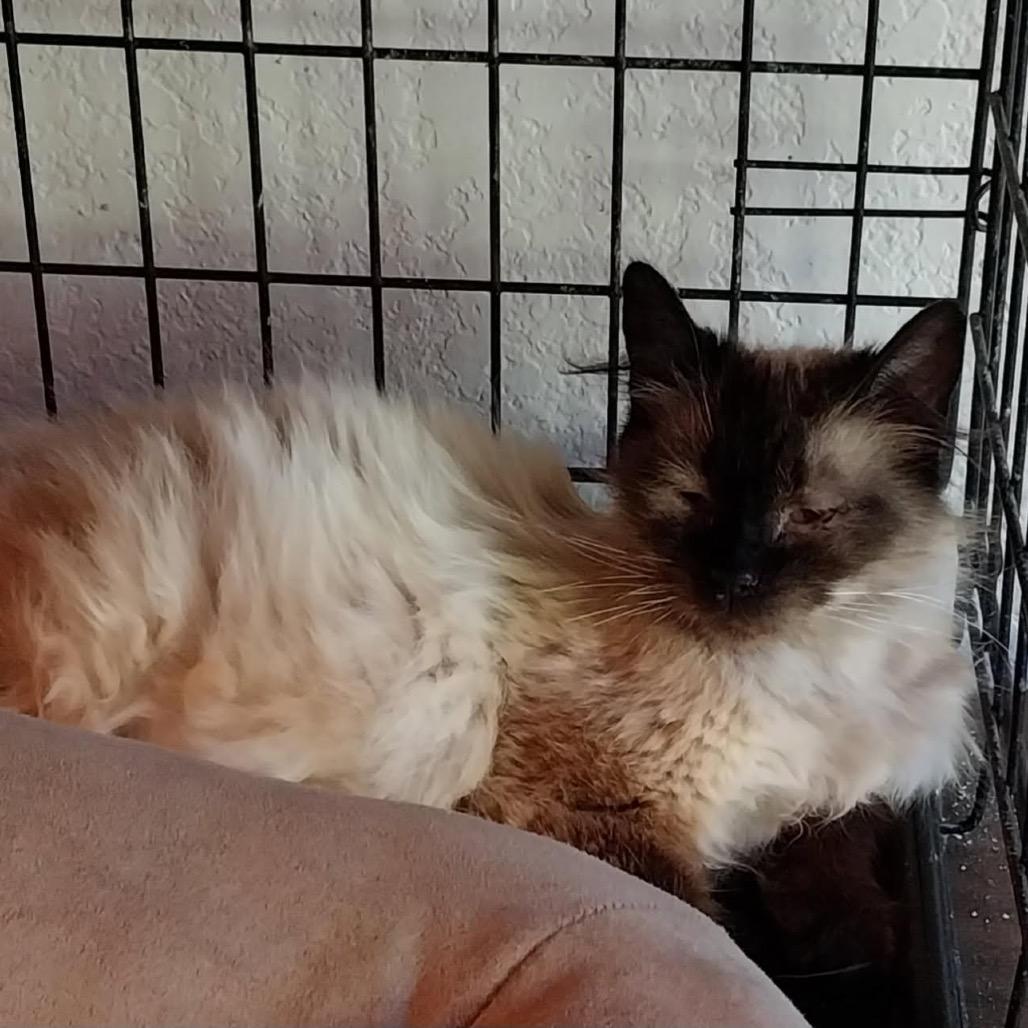Coconut, Adoptable, Adult Female Domestic Long Hair & Siamese.