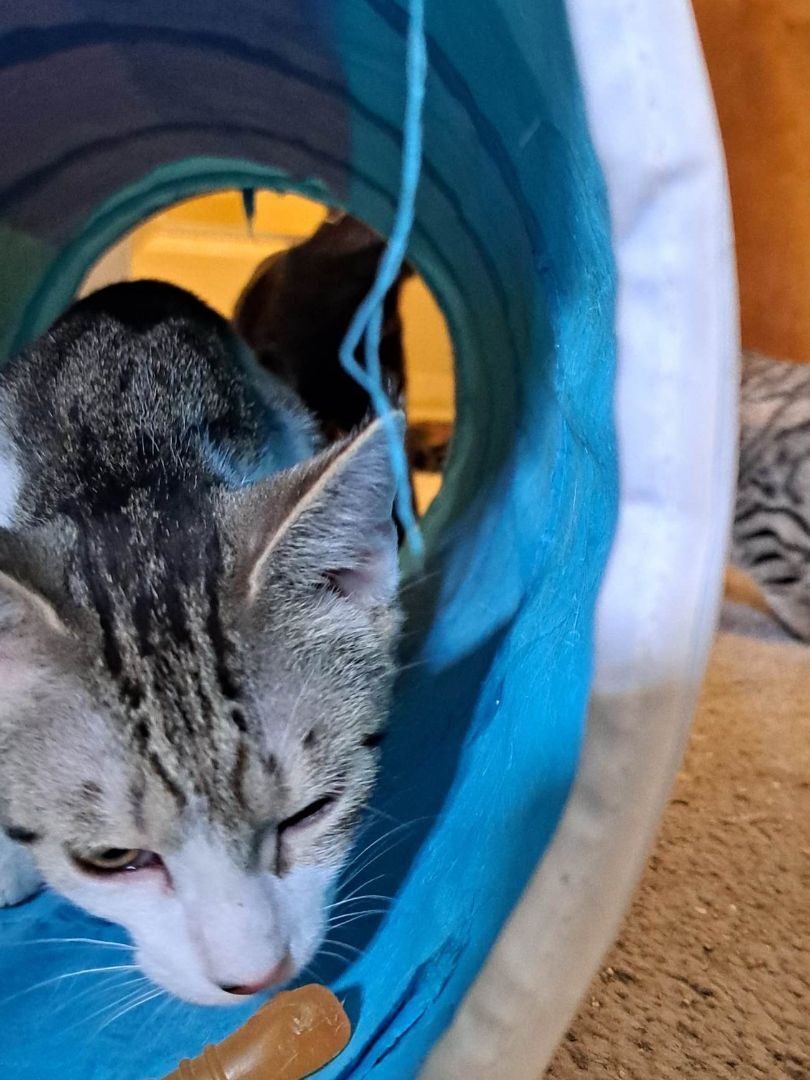 Jiggles Wigglebutt Jones