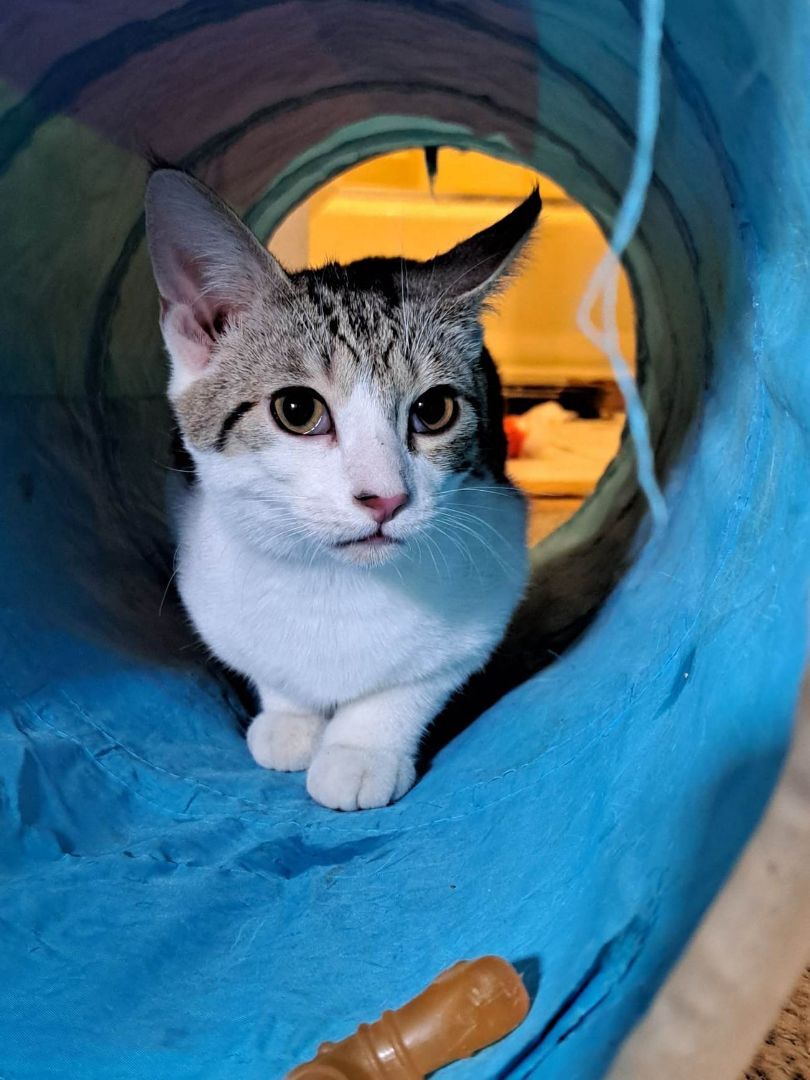 Enlarge Jiggles Wigglebutt Jones, a Adoptable mixed breed in Indianapolis, IN image 1/4