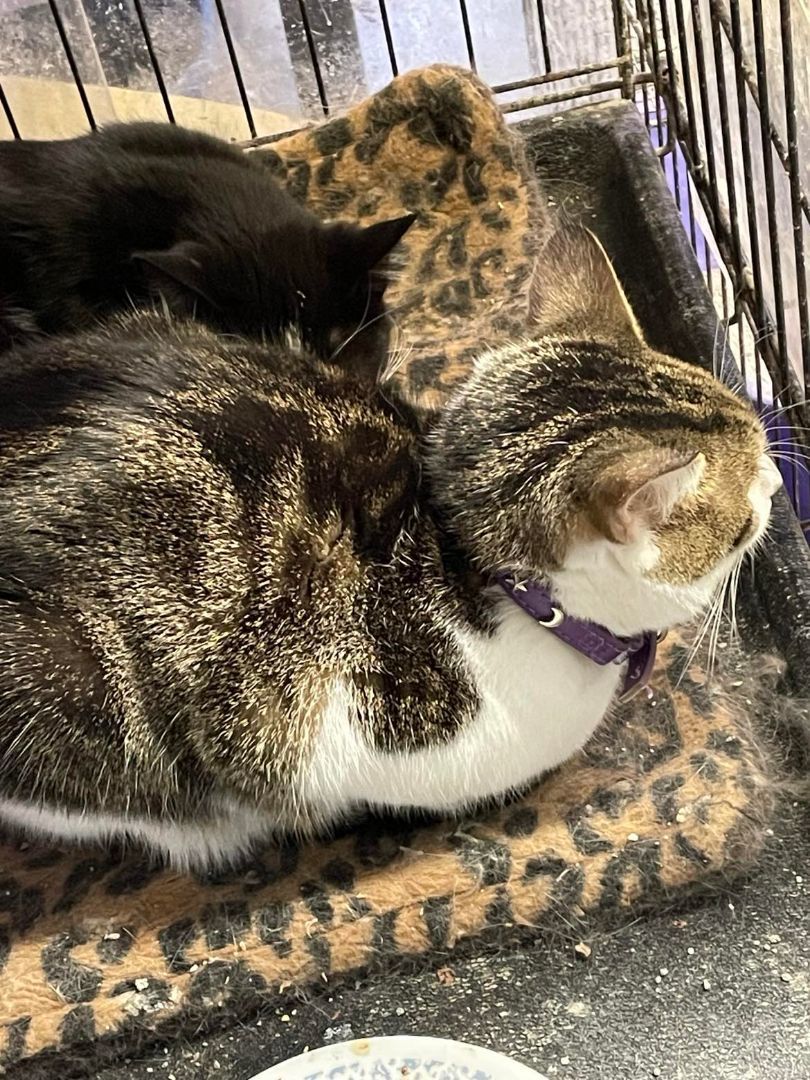 Enlarge Jiggles Wigglebutt Jones, a Adoptable mixed breed in Indianapolis, IN image 2/4