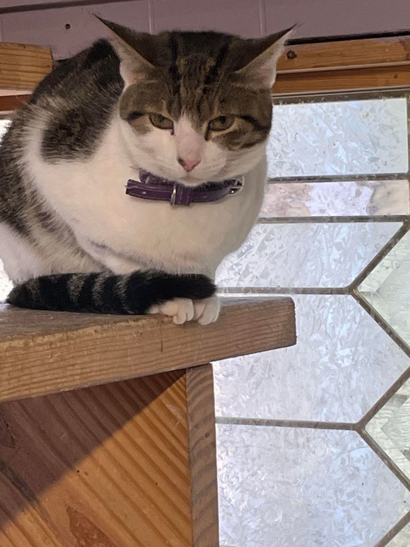 Jiggles Wigglebutt Jones