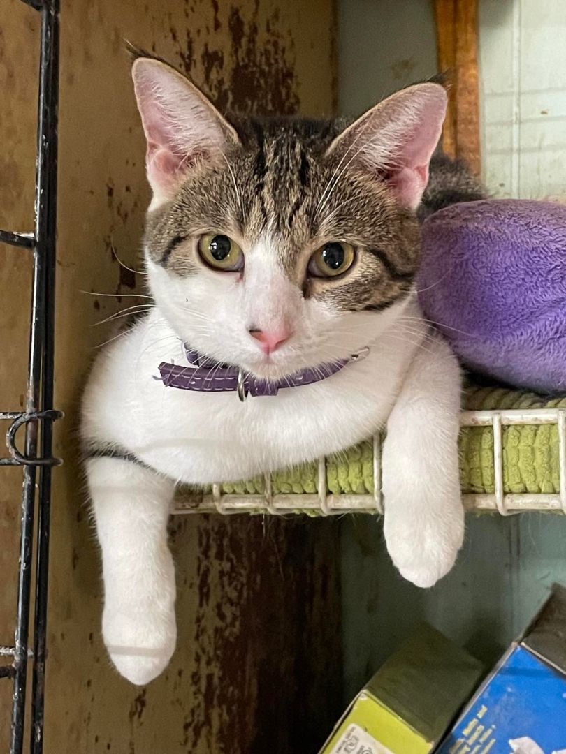 Enlarge Jiggles Wigglebutt Jones, a Adoptable mixed breed in Indianapolis, IN image 4/4