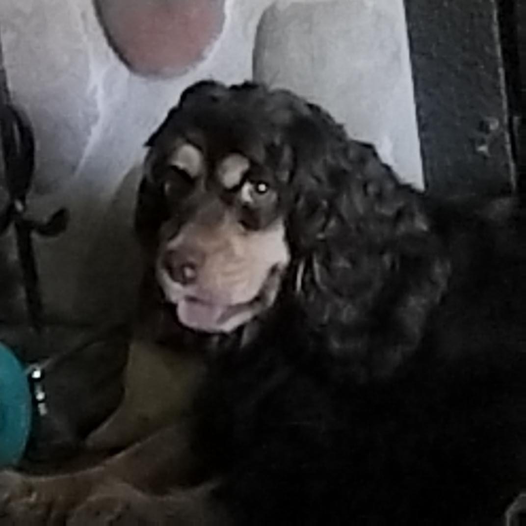 Bailey, ADOPTABLE, Young Female Cocker Spaniel.