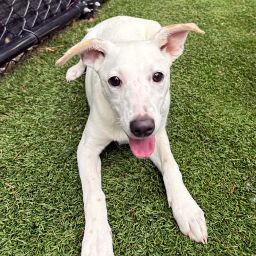 Enlarge Sarah, a Adoptable Mixed Breed in Groton, CT image 4/4