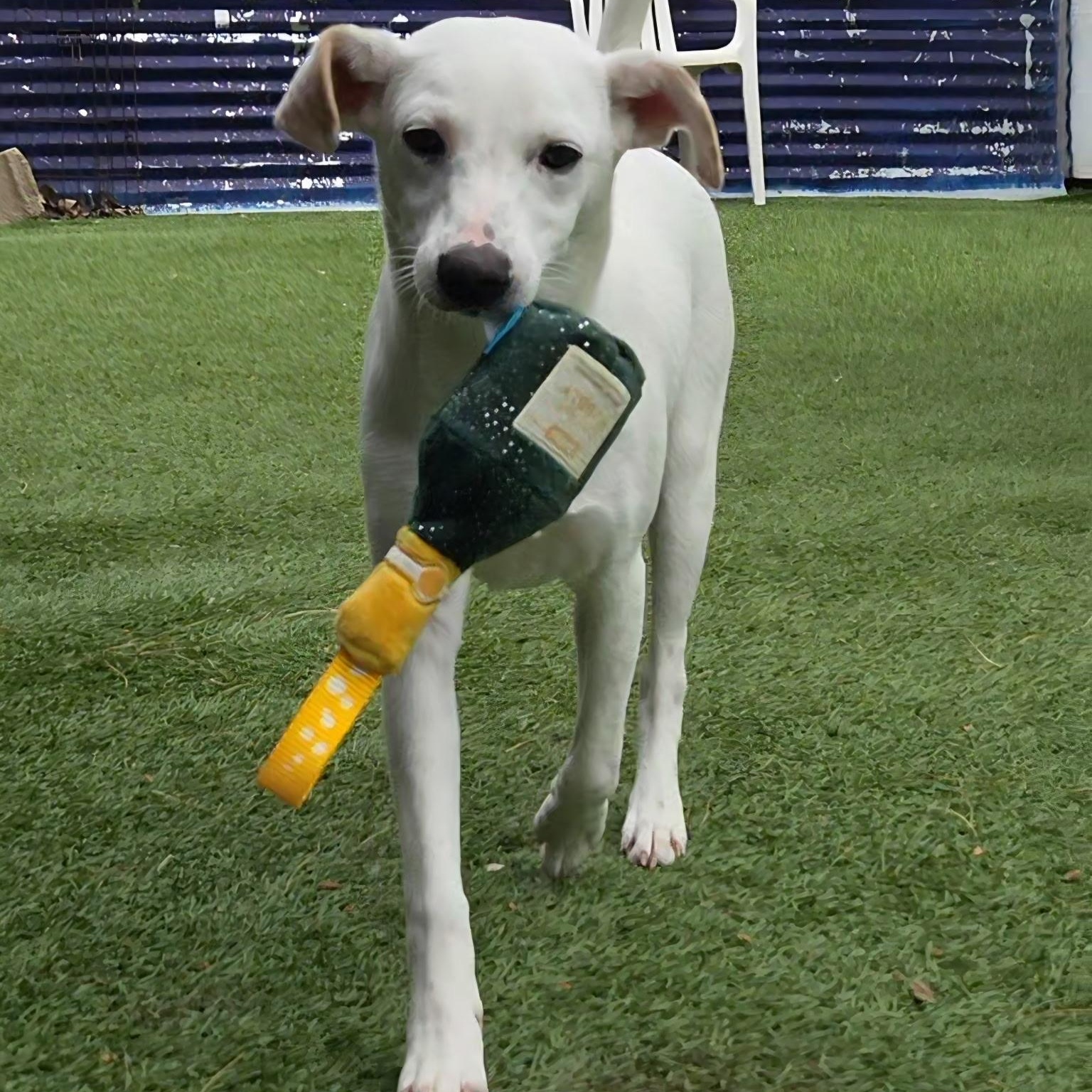 Enlarge Sarah, a Adoptable Mixed Breed in Groton, CT image 2/5