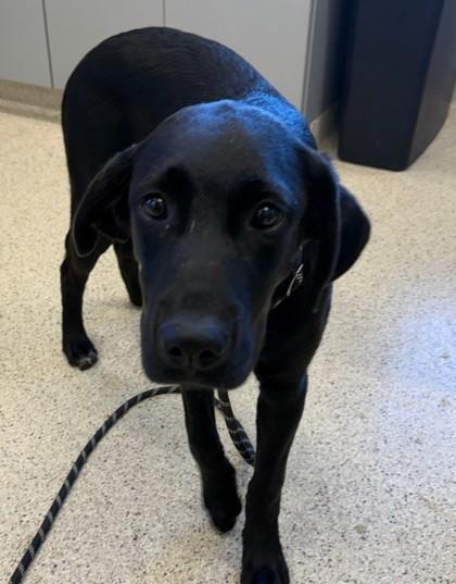 Naomi, Adopted, Adult Female Mixed Breed & Mixed Breed.