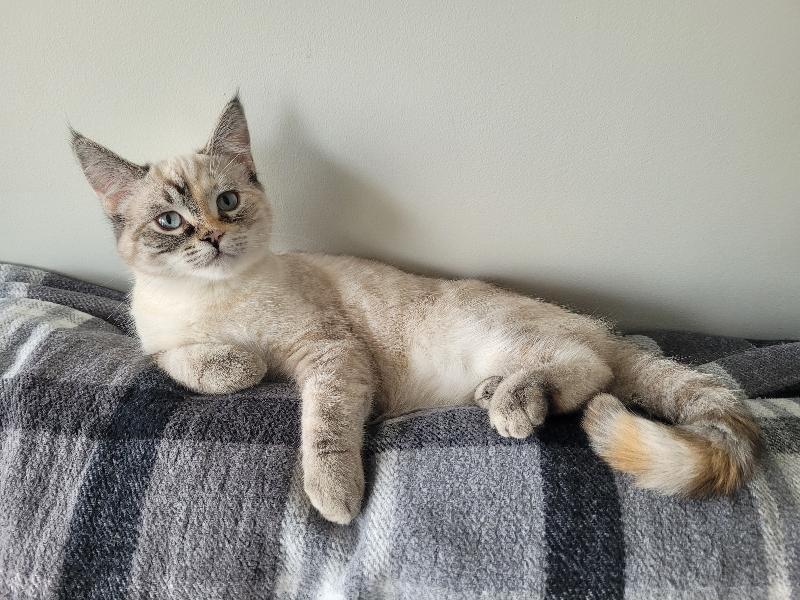 13032026E, Adopted, Young Female Domestic Short Hair.