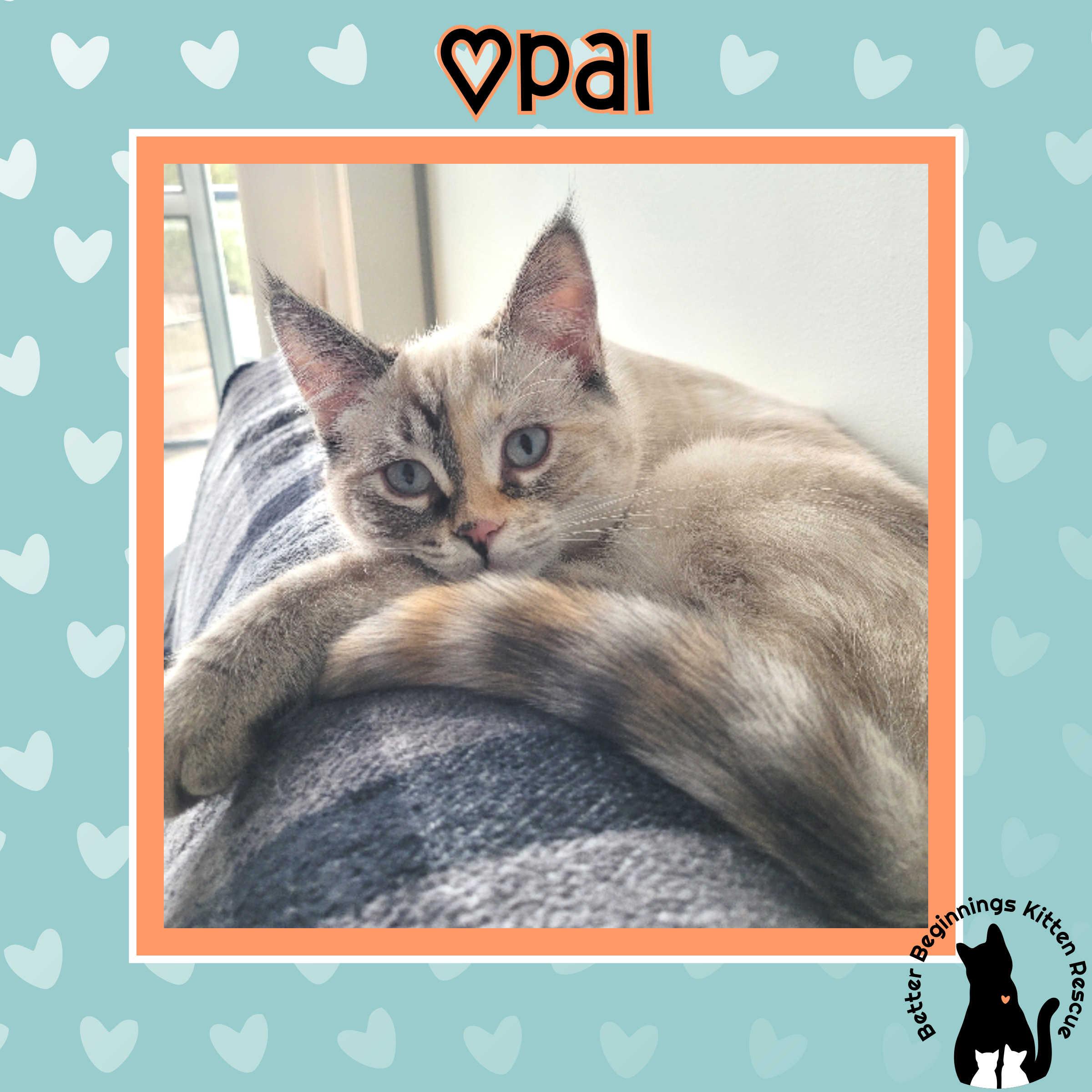 Enlarge 13032026E, a Adopted mixed breed in Kamloops, BC image 2/4