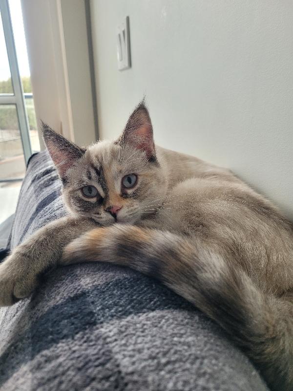 Enlarge 13032026E, a Adopted mixed breed in Kamloops, BC image 3/4